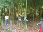 A sárvári arborétum bambuszerdejében