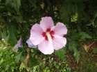 Hibiszkusz Zselickisfaludon