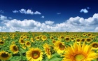 flower-wallpapers-sunflower-wallpaper-wallpaper-33477.jpg