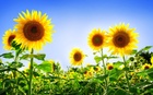 gorgeous_sunflowers-1920x1200.jpg