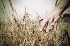 hand-wheat-e1363188261538.jpg