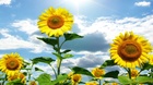Top-Sunflower-Wallpaper-HD.jpg