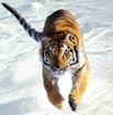 tigris